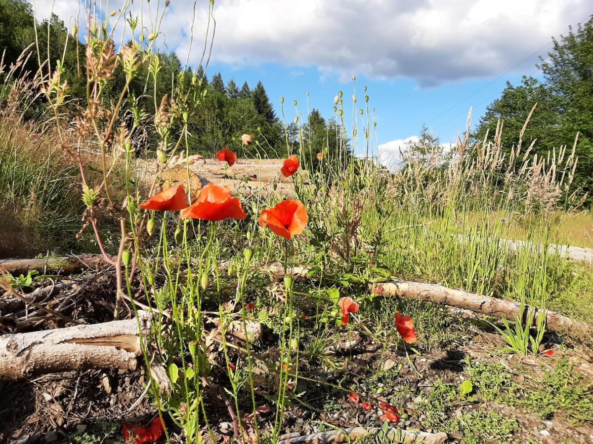 Harz Hotel Iris Sieber المظهر الخارجي الصورة